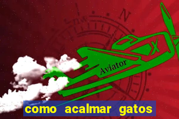 como acalmar gatos agitados a noite